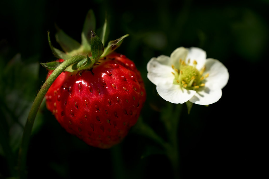 Von Blühten, Früchten und Sechsfüßern