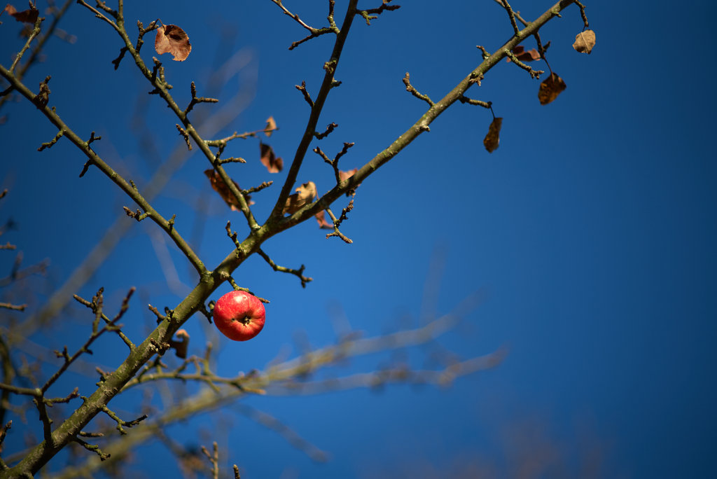 Kleiner-Apfel.jpg