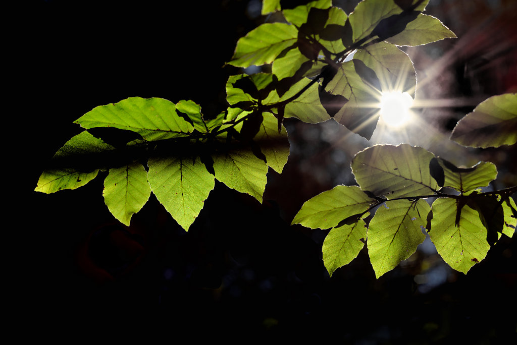 Wald im Licht